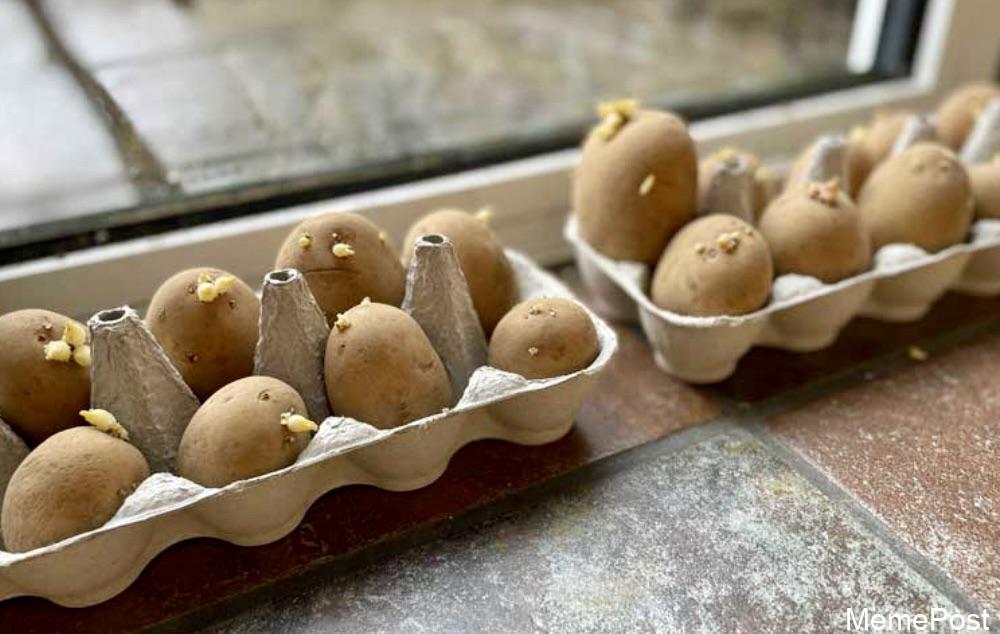 Found Some Affordable Eggs: Budget-Friendly Eggs for Breakfast and Cooking - Save Money Now!